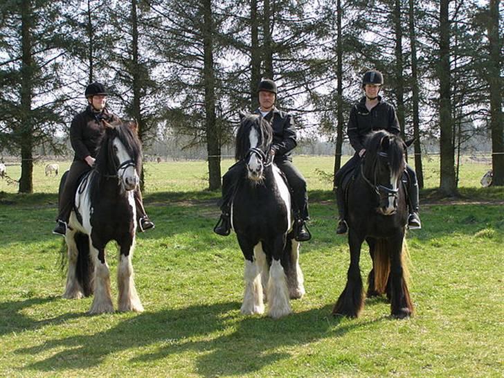 Irish Cob Bigumsgårds Dina  - Dinas bror "Dragonball", Dinas far "Holms Hurricane" og "Bigumsgårds Dina".  billede 7