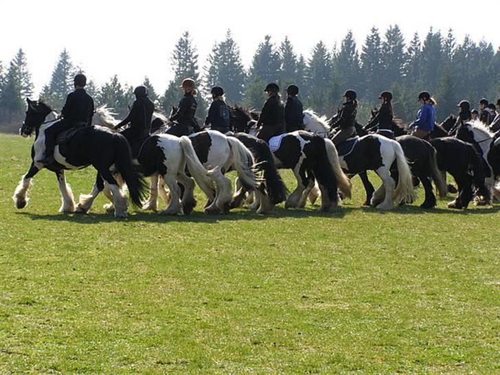 Irish Cob Bigumsgårds Dina  - Kvadrille træning. 2009.  billede 8