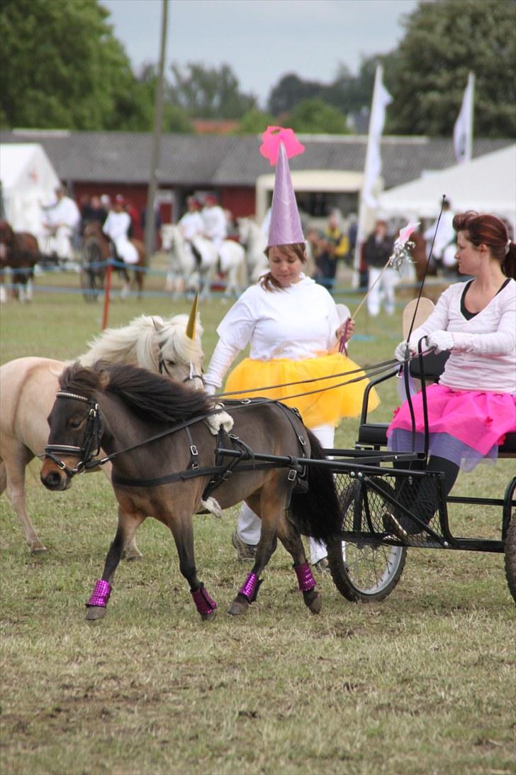 Dansk Miniature Brunebjerggårds Sahara - vores eget show på det fynske dyrskue, "Fe" tema.. :) billede 18