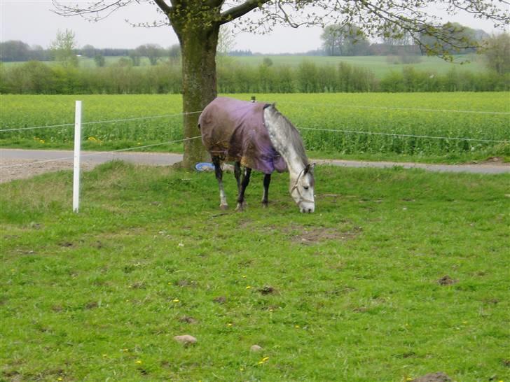 Anden særlig race Beauty - R.I.P. 30.7.2009 billede 9