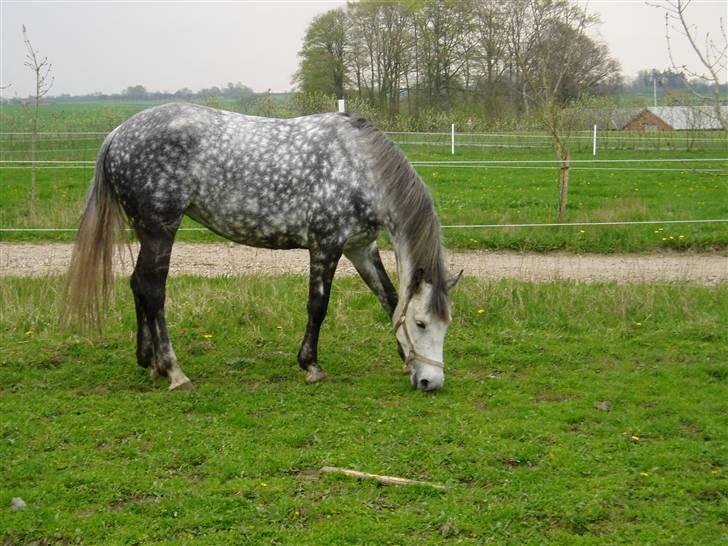 Anden særlig race Beauty - R.I.P. 30.7.2009 billede 11