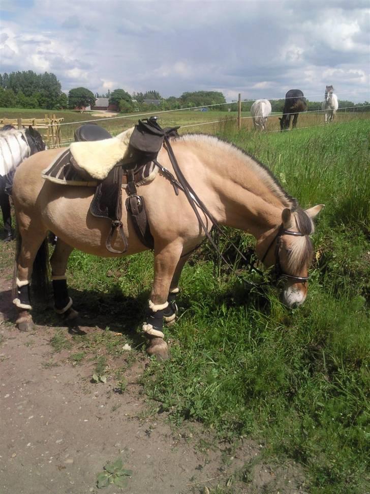 Fjordhest Sally  #Solgt til Maja# billede 1