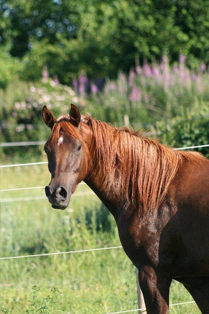 Arabisk fuldblod (OX) Princess Valencia - Smukke Valle sommeren 2010 billede 1
