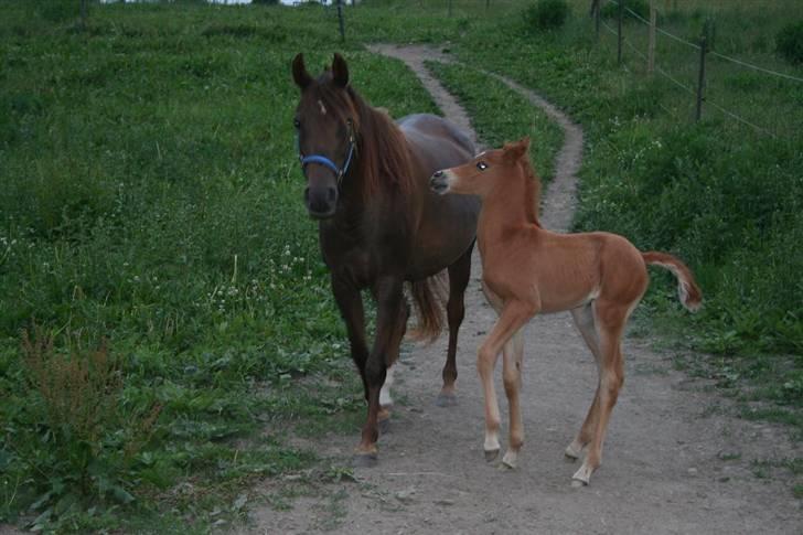 Arabisk fuldblod (OX) Princess Valencia billede 10