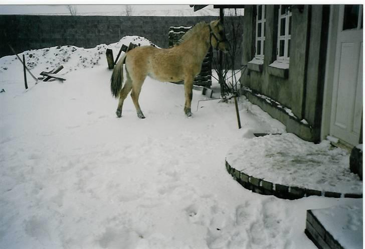 Fjordhest Annabell SOLGT billede 20