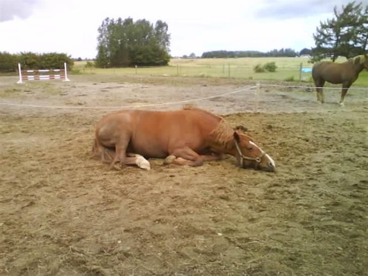 Frederiksborg | Tatjana | ( R. I. P.)  - sove tryne ZZZZZZZ billede 17