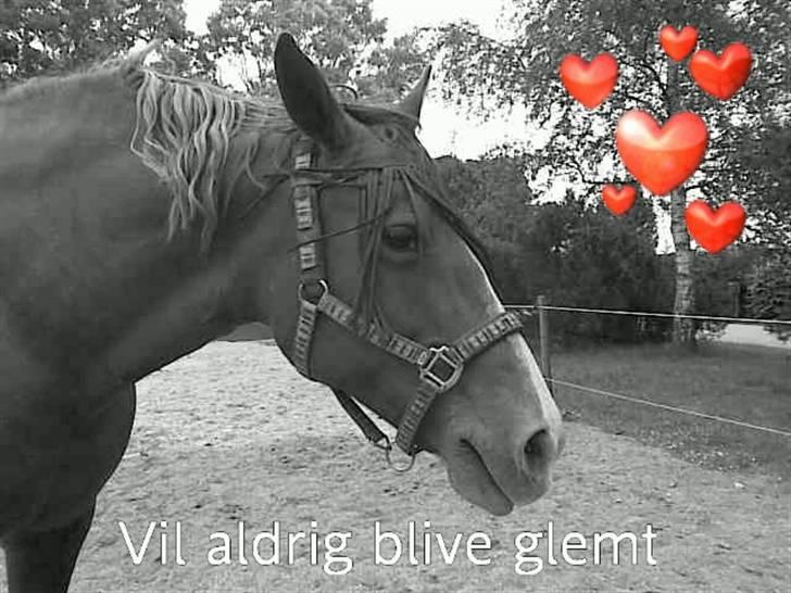 Frederiksborg | Tatjana | ( R. I. P.)  - vil aldig blive glemt <333 billede 18