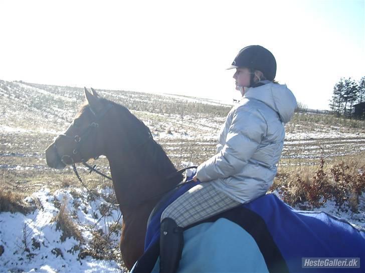 Hollandsk Sportspony  ANNIE | SOLGT :'( - Smukke i skoven ;) Foto Cille ,b billede 8