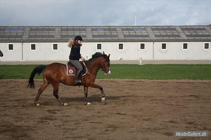 Hollandsk Sportspony  ANNIE | SOLGT :'( - Elsker dig ;* billede 9