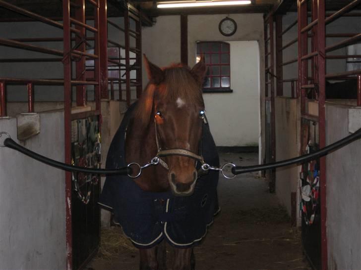 New Forest Pasha SOLGT billede 6