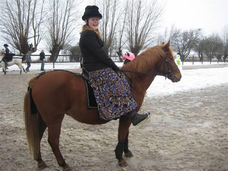 New Forest Pasha SOLGT billede 7