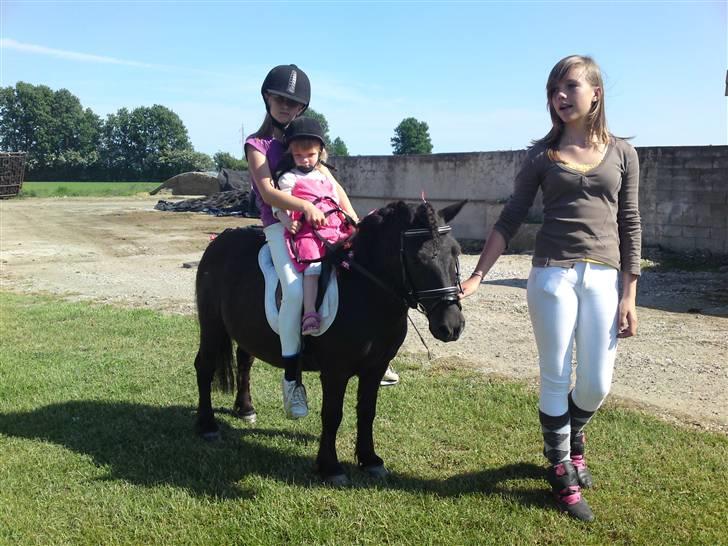 Shetlænder Charlie<gamle PART> billede 1