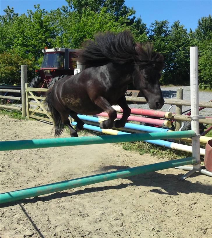 Shetlænder Charlie<gamle PART> - springer billede 2