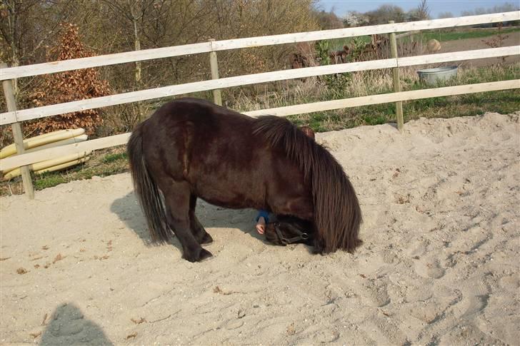 Shetlænder Charlie<gamle PART> billede 3