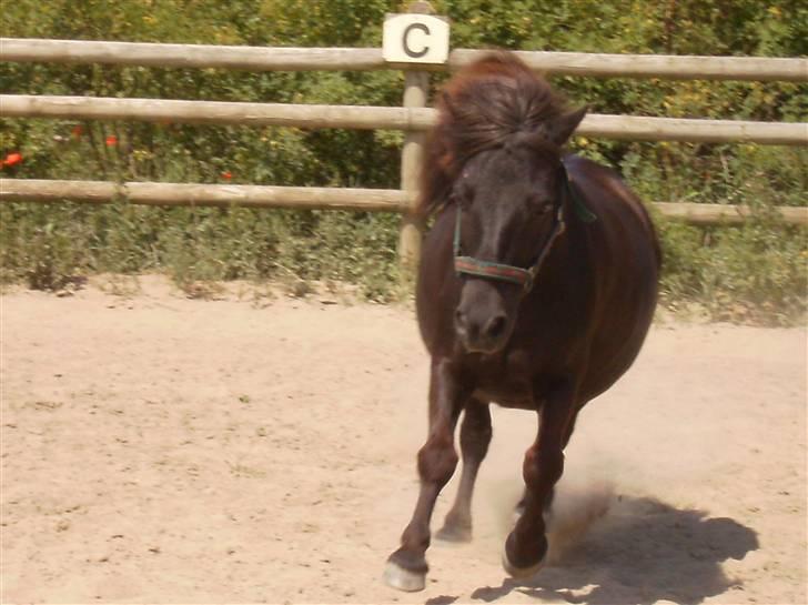 Shetlænder Charlie<gamle PART> billede 4