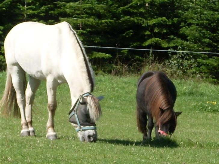 Shetlænder Charlie<gamle PART> - store benjamin og lille charlie billede 5