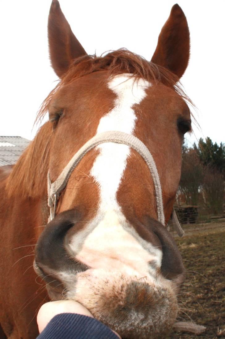 Dansk Varmblod Mi Amor (Solgt) - Den lille mand er en rigtig hængemule :-* billede 9