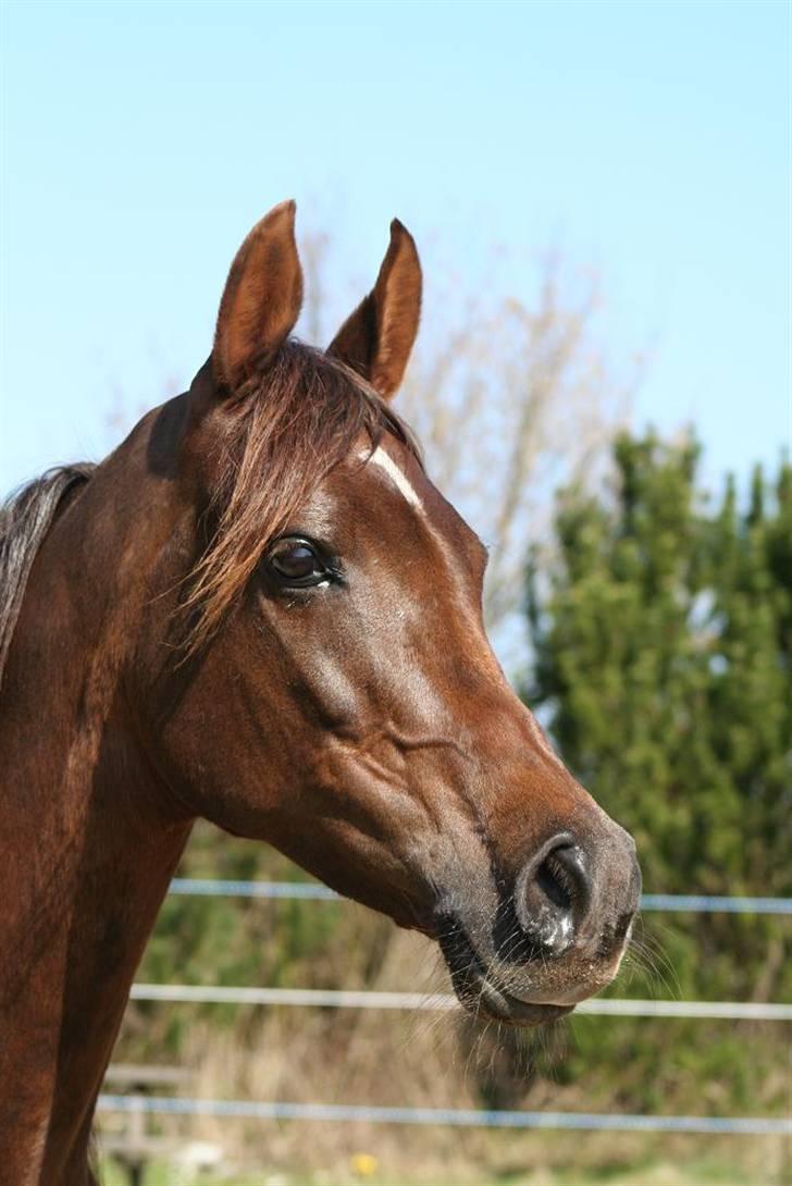 Arabisk fuldblod (OX) Princess Calisia OX billede 14