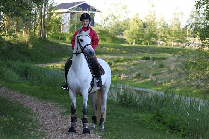 Connemara Delight Aurora billede 9