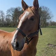 Anden særlig race Senior Lokos