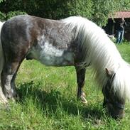 Shetlænder Silver