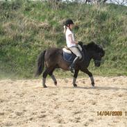 Anden særlig race Laban - Har redet :(