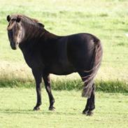 Anden særlig race Laban - Har redet :(