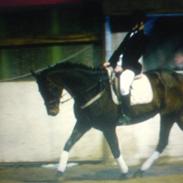 Dansk Varmblod Leman alsidig