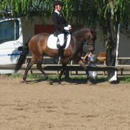 New Forest Lilholts Figo SOLGT