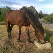 Anden særlig race Niclas *part*