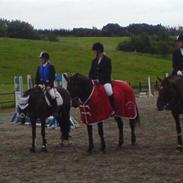 Anden særlig race Niclas *part*