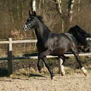 Oldenborg Thuffy af Ulstrup