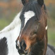 Pinto Grangårdens Tarzan