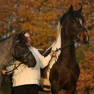 Pinto Grangårdens Tarzan
