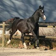 Oldenborg Thuffy af Ulstrup