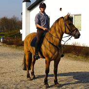 Anden særlig race Fidler min skath<33