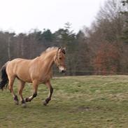 Anden særlig race Fidler min skath<33