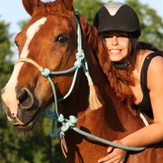 Dansk Varmblod Delight - mit eventyr. <3