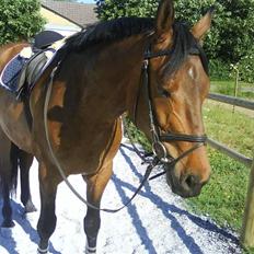 Dansk Varmblod Bruselius´s Tjit (SOLGT)