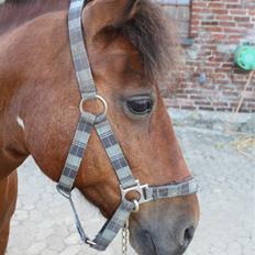 Pinto MiniMax<3 (Solgt) ;'(