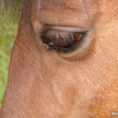 Pinto MiniMax<3 (Solgt) ;'(