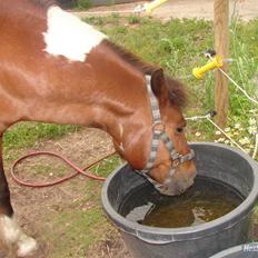 Pinto MiniMax<3 (Solgt) ;'(