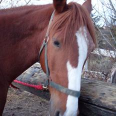 Anden særlig race Roberdoes(Robin)