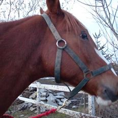 Anden særlig race Roberdoes(Robin)