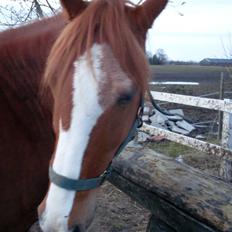 Anden særlig race Roberdoes(Robin)