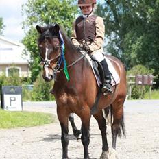 Anden særlig race Palle - TIL SOLGT