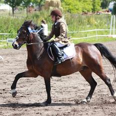 Anden særlig race Palle - TIL SOLGT