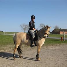 Fjordhest Kiwi / Diva Hovborg