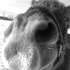 Islænder Toke |I Miss You|