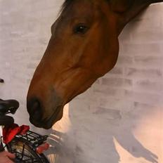 Anden særlig race Tornado<´3 (SOLGT) :´(